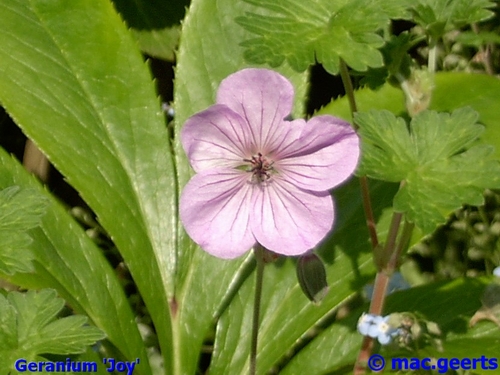 Geranium 'Joy'